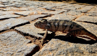 /album/fotogaleria-madagaskar-zajazd-vy-a-my1/madagaskar-zajazd-273-jpg2/